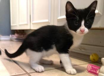 Theodore Nott -  Domestic Short Hair Cat for Adoption in San Antonio, Texas - Theodore Nott | PetCurious