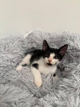 Hadi -  Domestic Short Hair Cat for Adoption in Miami, Florida - Hadi | PetCurious