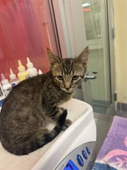 Rescue Domestic Short Hair Cats for Adoption in Thousand Palms, California - SPIRAL | PetCurious