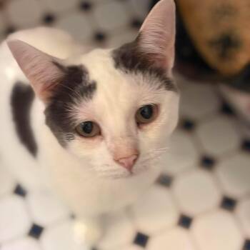 Lily (with Zoey) -  Domestic Short Hair Cat for Adoption in Huntington, New York - Lily (with Zoey) | PetCurious