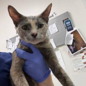 Shell City -  Domestic Medium Hair Cat for Adoption in Charleston, West Virginia - Shell City | PetCurious