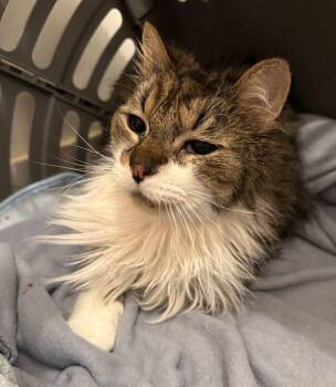 Domestic Long Hair Cats Available for Adoption in Milltown, New Jersey - Casey | PetCurious