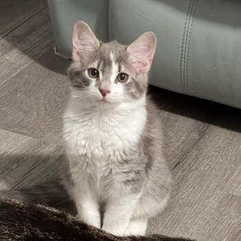Julius -  Domestic Medium Hair Cat for Adoption in Roswell, Georgia - Julius | PetCurious