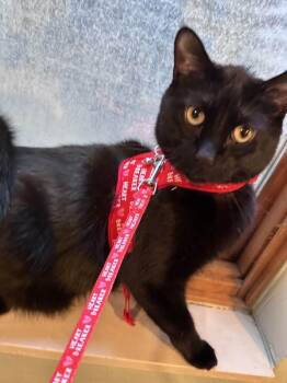 Rescue Domestic Short Hair Cats for Adoption in Grand Forks, North Dakota - BINX | PetCurious