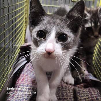 SAKURA -  Domestic Short Hair Cat for Adoption in San Antonio, Texas - SAKURA | PetCurious