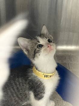 Rescue Domestic Short Hair Cats for Adoption in Evansville, Indiana - Versace | PetCurious