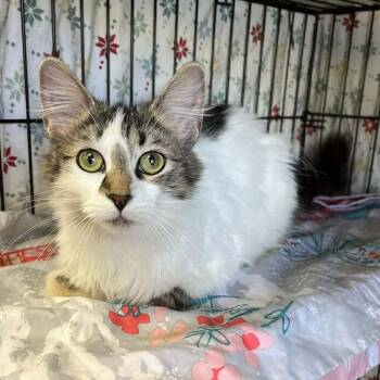 Lena -  Domestic Medium Hair Cat for Adoption in Candler, North Carolina - Lena | PetCurious