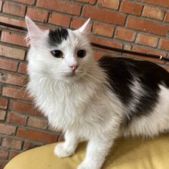 Rescue Domestic Medium Hair Cats for Adoption in Fairfax Station, Virginia - Aurora - Ukraine | PetCurious