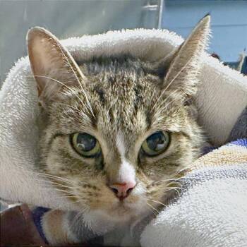 Mamas -  Domestic Short Hair Cat for Adoption in Providence, Rhode Island - Mamas | PetCurious