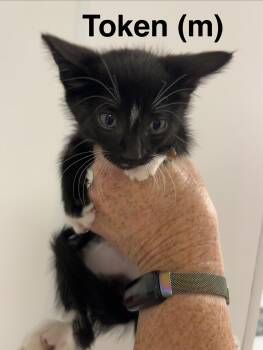 Token -  Domestic Short Hair Cat for Adoption in Saugerties, New York - Token | PetCurious