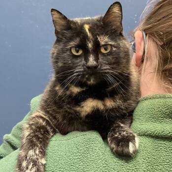 Domestic Short Hair Cats Available for Adoption in Columbus, Indiana - Kitty | PetCurious