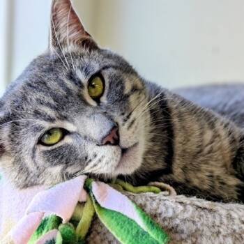 Rescue Domestic Short Hair Cats for Adoption in Los Angeles, California - Ziggy | PetCurious
