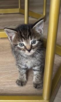 Rescue Domestic Short Hair Cats for Adoption in Hawthorne, New Jersey - Magnolia | PetCurious