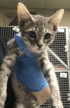 A432010 -  Domestic Short Hair Cat for Adoption in Conroe, Texas - A432010 | PetCurious