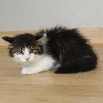Relish C69612 -  Domestic Medium Hair Cat for Adoption in Minnetonka, Minnesota - Relish C69612 | PetCurious