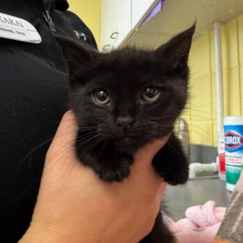 Frollie -  Domestic Short Hair Cat for Adoption in West Olive, Michigan - Frollie | PetCurious