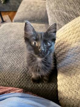 Temperance -  Domestic Medium Hair Cat for Adoption in Shawnee, Kansas - Temperance | PetCurious