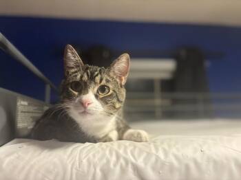 Clyde -  Tabby Cat for Adoption in Cary, North Carolina - Clyde | PetCurious
