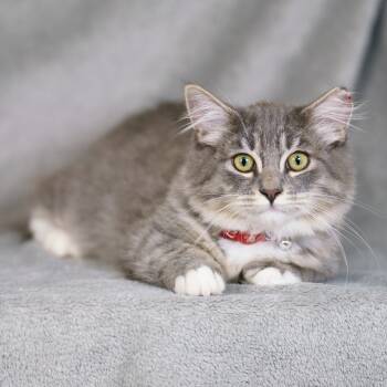 Rescue Domestic Long Hair Cats for Adoption in Sunnyvale, California - Mizzie | PetCurious