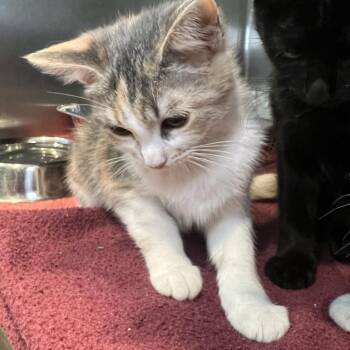 Zahra -  Domestic Short Hair Cat for Adoption in Matteson, Illinois - Zahra | PetCurious