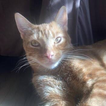 Tabby Cats Available for Adoption in Oswego, New York - Tommy | PetCurious