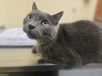 Kai -  Domestic Short Hair Cat for Adoption in Westland, Michigan - Kai | PetCurious