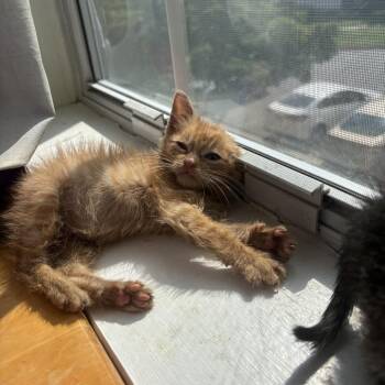 Cheeto -  Domestic Short Hair Cat for Adoption in Bel Air, Maryland - Cheeto | PetCurious