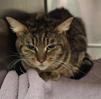 Domestic Short Hair Cats Available for Adoption in Vancouver, Washington - Little Guy | PetCurious