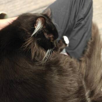Domestic Long Hair Cats Available for Adoption in Cumming, Georgia - Jaffa Cake | PetCurious