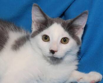 Marcus -  Domestic Short Hair Cat for Adoption in Euclid, Ohio - Marcus | PetCurious
