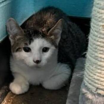 Yara -  Domestic Long Hair Cat for Adoption in Edwardsville, Illinois - Yara | PetCurious