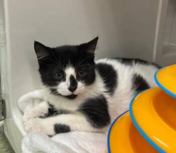 Rescue Domestic Short Hair Cats for Adoption in Gloucester, Massachusetts - Tatertot - In Foster | PetCurious