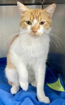 Domestic Short Hair Cats Available for Adoption in Fort Walton Beach, Florida - SIR CHEDDAR BOB | PetCurious