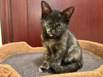 26-11 Comet -  Domestic Short Hair Cat for Adoption in St. Helens, Oregon - 26-11 Comet | PetCurious