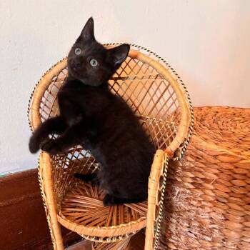 Frick -  Domestic Short Hair Cat for Adoption in Buffalo, New York - Frick | PetCurious
