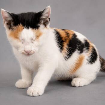 Sparkle -  Domestic Medium Hair Cat for Adoption in Springfield, Ohio - Sparkle | PetCurious