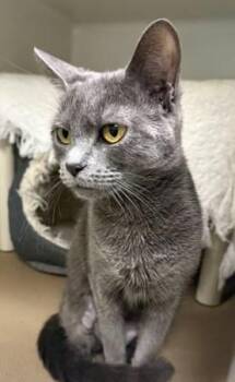 Domestic Short Hair Cats Available for Adoption in Boston, Massachusetts - LILA | PetCurious