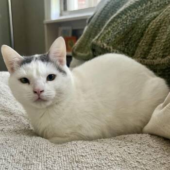 Domestic Short Hair Cats Available for Adoption in Falls Church, Virginia - Mama Darcy | PetCurious