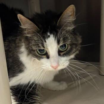 Domestic Long Hair Cats Available for Adoption in Marshall, Virginia - Stryker | PetCurious