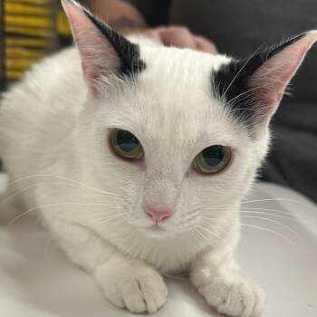 Opalite -  Domestic Short Hair Cat Available for Adoption in Santa Fe, New Mexico - Opalite | PetCurious