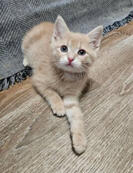 Bianca -  Domestic Short Hair Cat for Adoption - Bianca | PetCurious