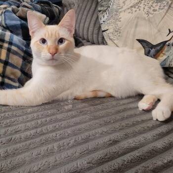 Siamese Cats Available for Adoption - Johnny Utah | PetCurious