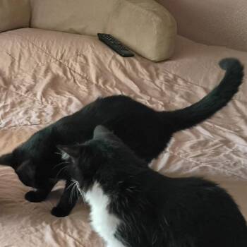 Domestic Short Hair Cats Available for Adoption in Bedford, New Hampshire - Midnight | PetCurious