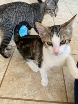 Rescue Domestic Short Hair Cats for Adoption in Grand Junction, Colorado - Dean | PetCurious