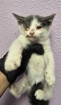 Domestic Short Hair Cats Available for Adoption in El Paso, Texas - 60924659 | PetCurious