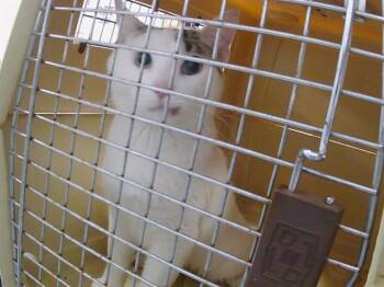 A1265264 -  Domestic Short Hair Cat for Adoption in Charlotte, North Carolina - A1265264 | PetCurious