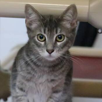 Puff Ball -  Domestic Short Hair Cat Available for Adoption in Sarasota, Florida - Puff Ball | PetCurious