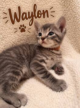 Waylon -  American Shorthair Cat for Adoption in Paulina, Louisiana - Waylon | PetCurious
