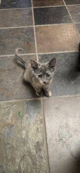 Sneezy -  Domestic Short Hair Cat for Adoption in Evergreen, Colorado - Sneezy | PetCurious