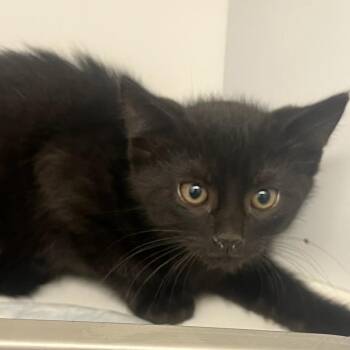 Roman Candle (ID 52091) -  Domestic Short Hair Cat for Adoption in Manassas, Virginia - Roman Candle (ID 52091) | PetCurious
